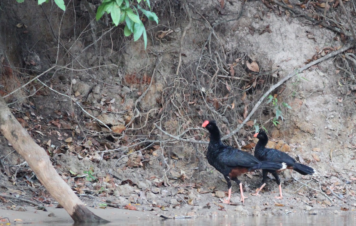 Razor-billed Curassow - Stephan Lorenz