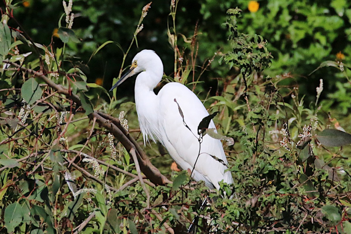 Little Egret - ML229538241