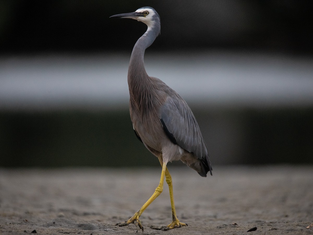 White-faced Heron - ML229538931