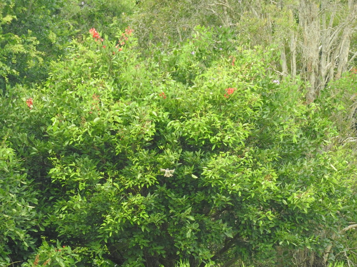 Tawny Grassbird - ML229539541