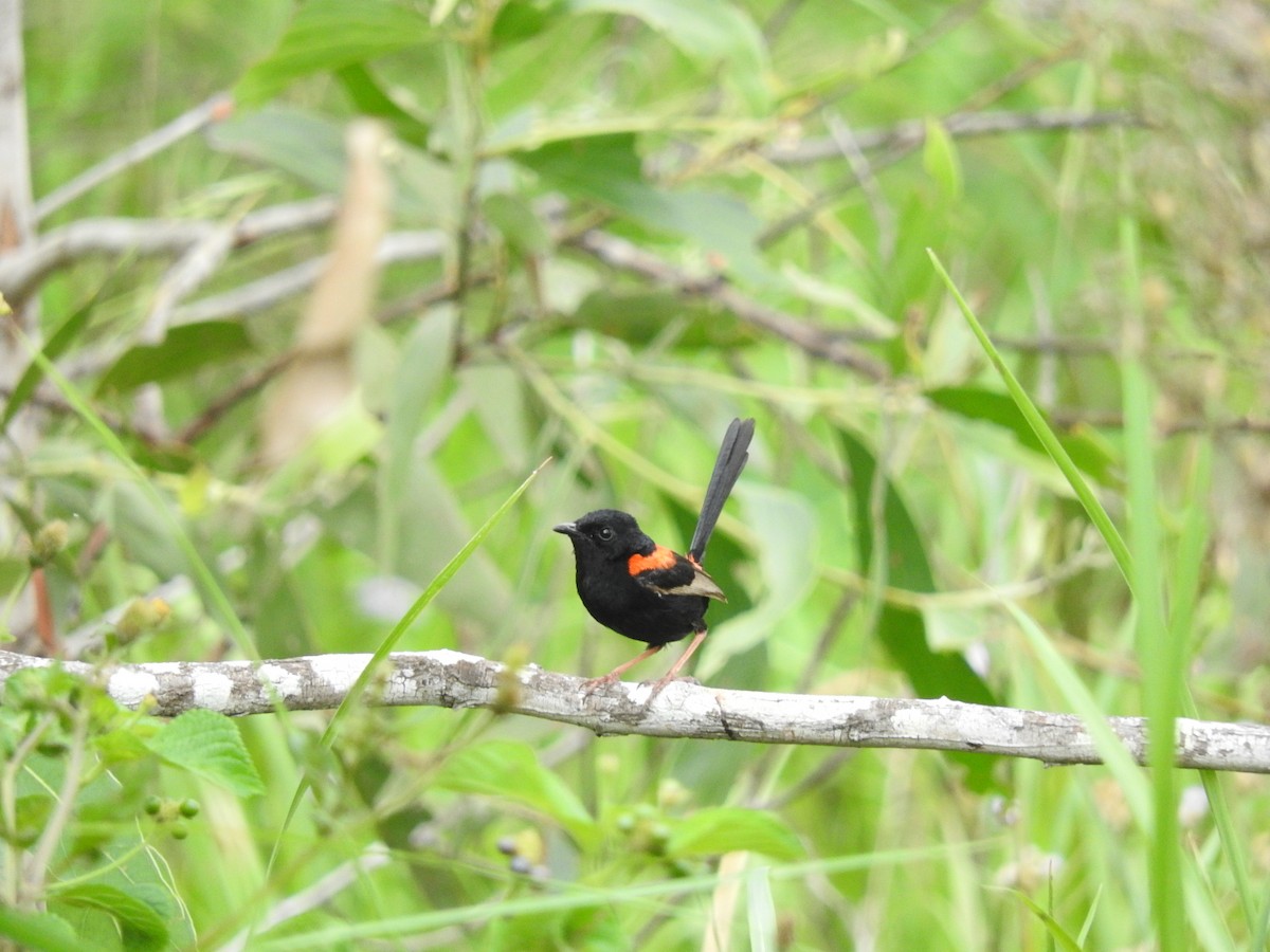 Red-backed Fairywren - ML229539891