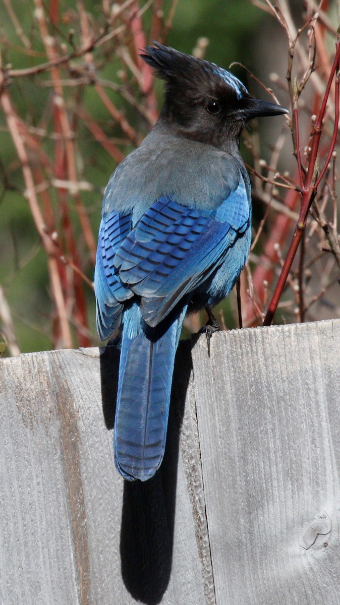 Steller's Jay - ML229540081