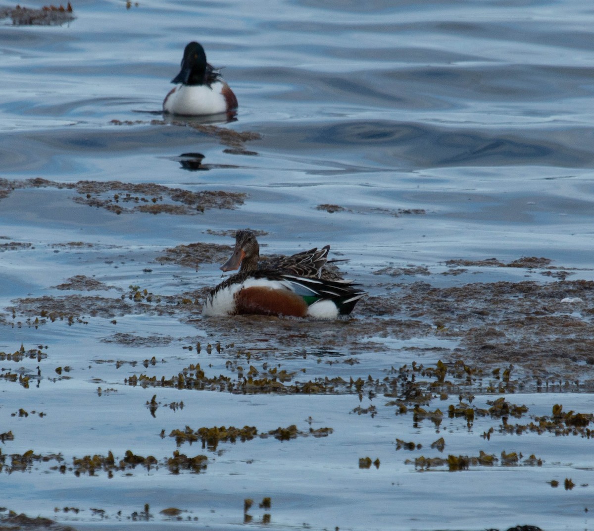 Northern Shoveler - ML229541091