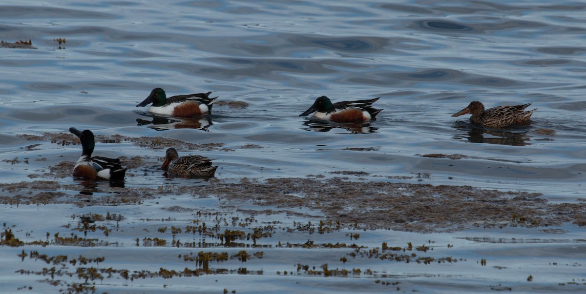 Northern Shoveler - ML229541101