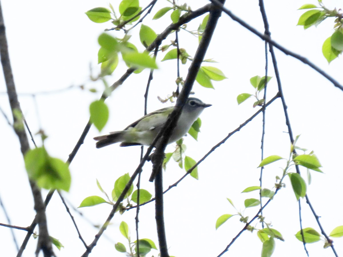 Blue-headed Vireo - ML229542331