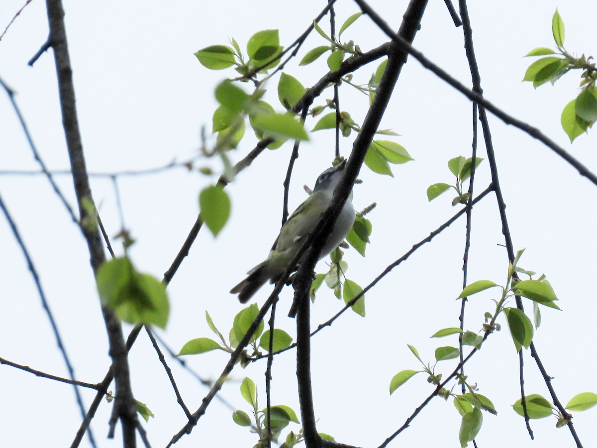 Blue-headed Vireo - ML229542341