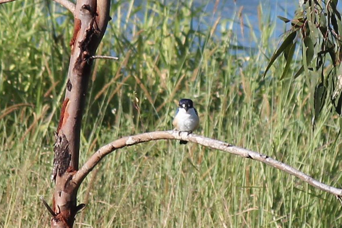 Forest Kingfisher - ML229542391