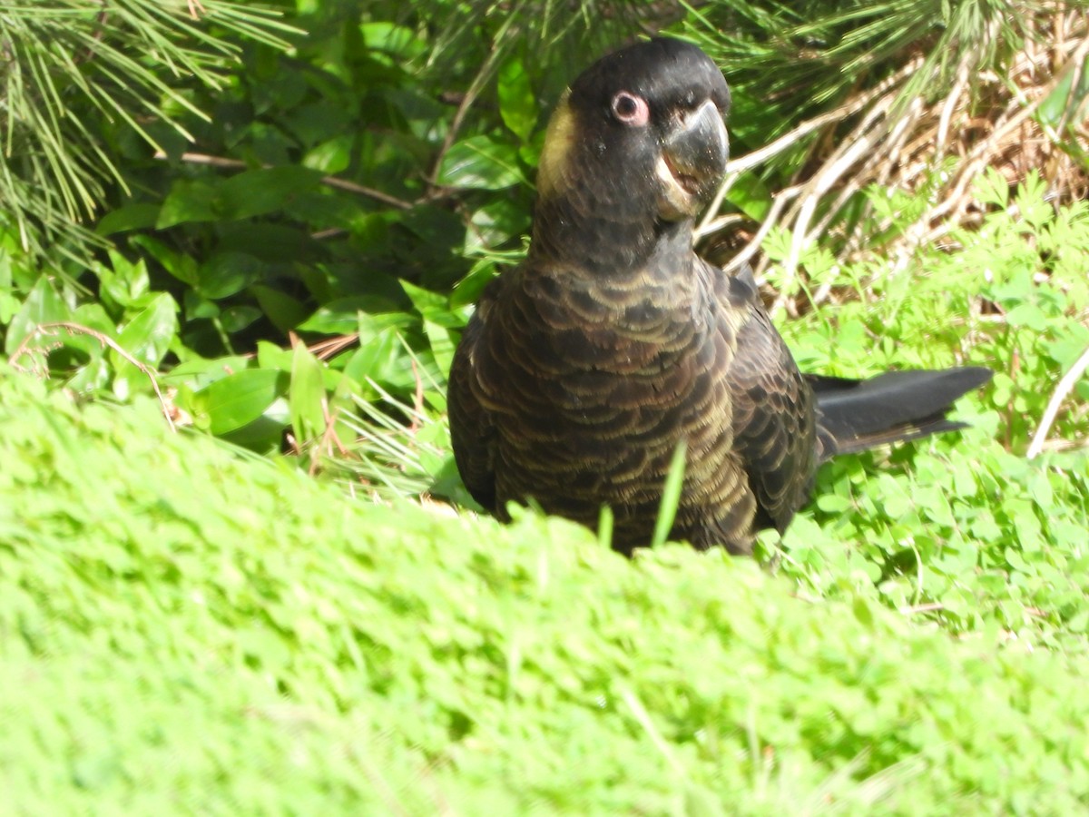 Yellow-tailed Black-Cockatoo - ML229542961