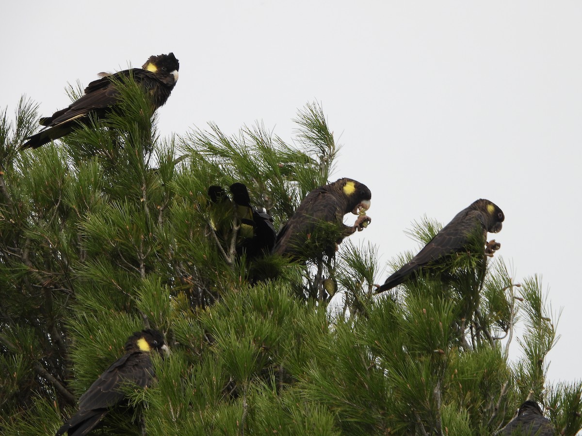 Yellow-tailed Black-Cockatoo - ML229543061