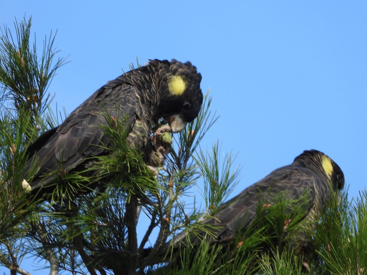 Yellow-tailed Black-Cockatoo - Kerry Haddon