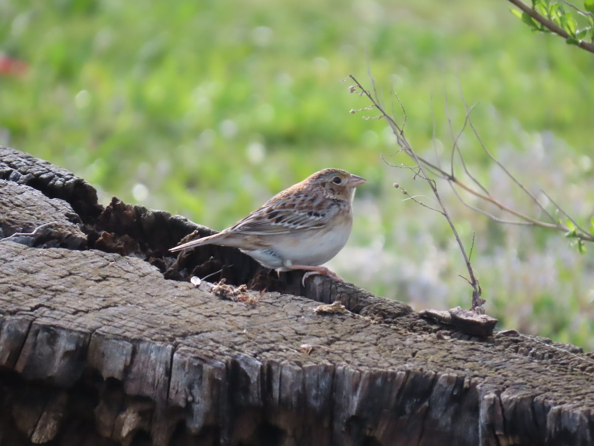 Grasshopper Sparrow - ML229543421