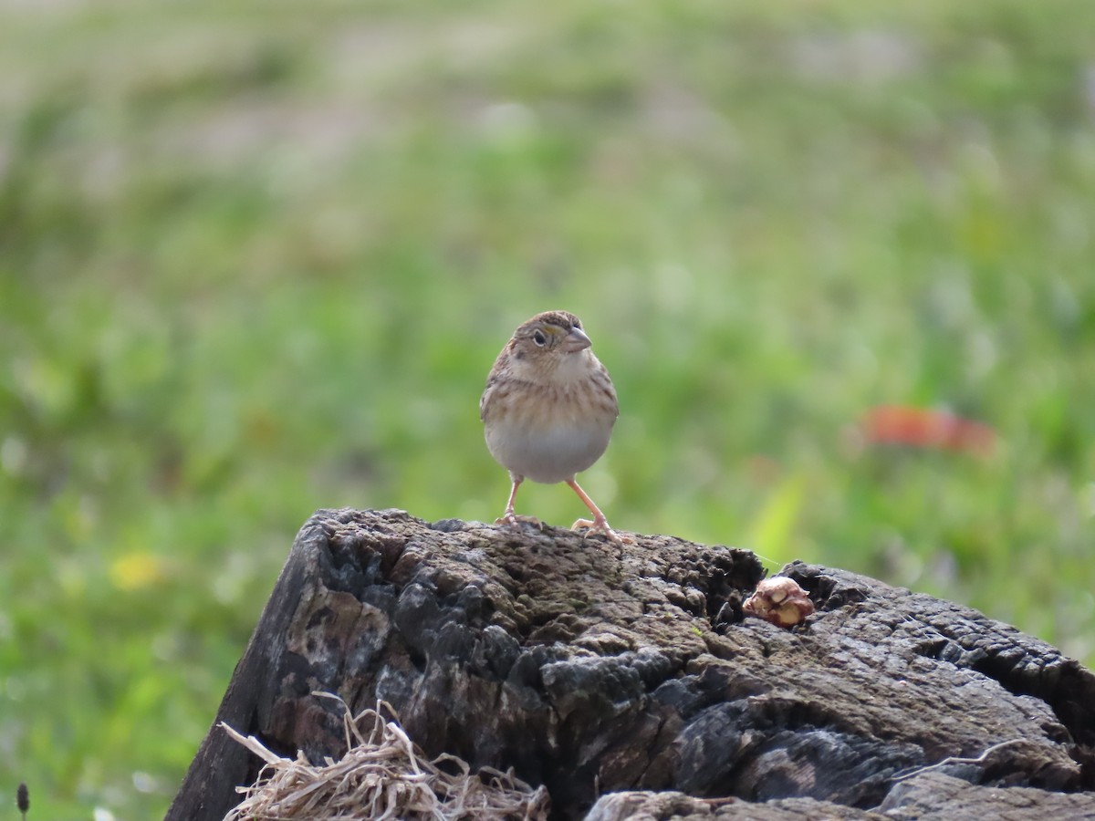 Grasshopper Sparrow - ML229543431