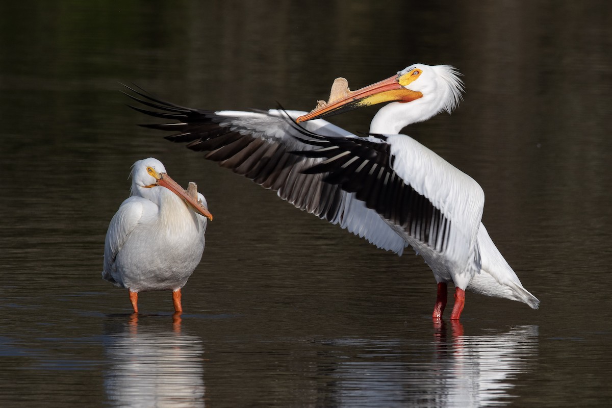 American White Pelican - ML229543691