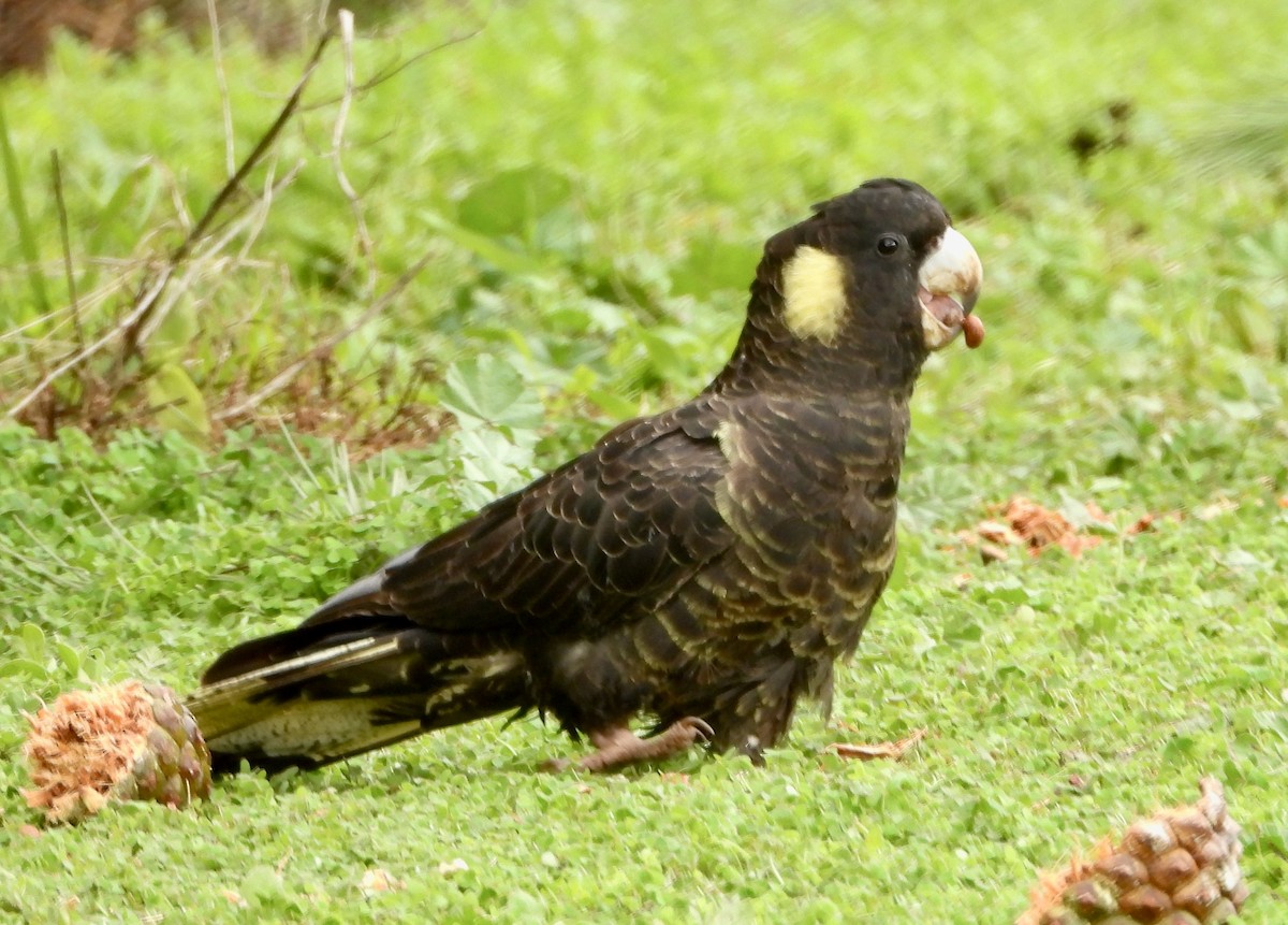 Yellow-tailed Black-Cockatoo - ML229543791