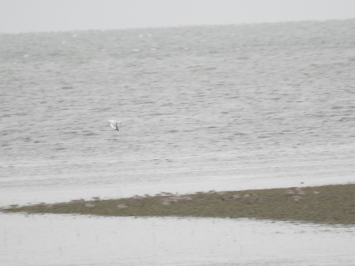 Mouette argentée - ML229544511