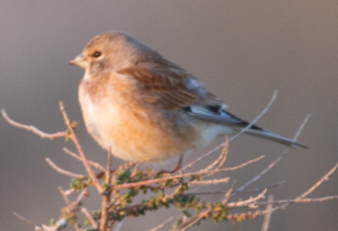 Eurasian Linnet - ML229545371