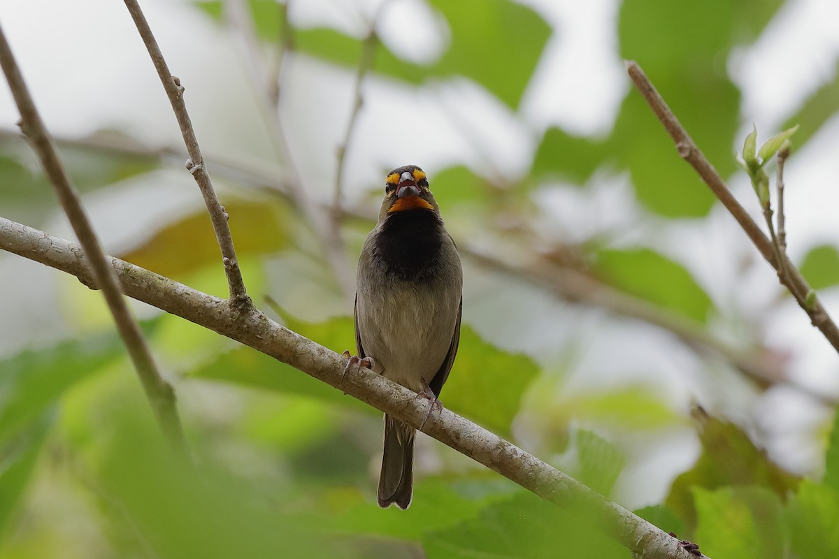 Yellow-faced Grassquit - ML229546651