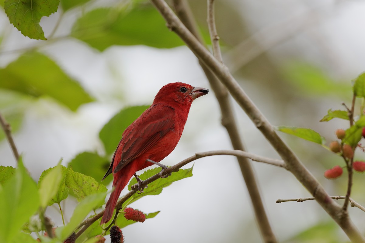 Summer Tanager - ML229546691