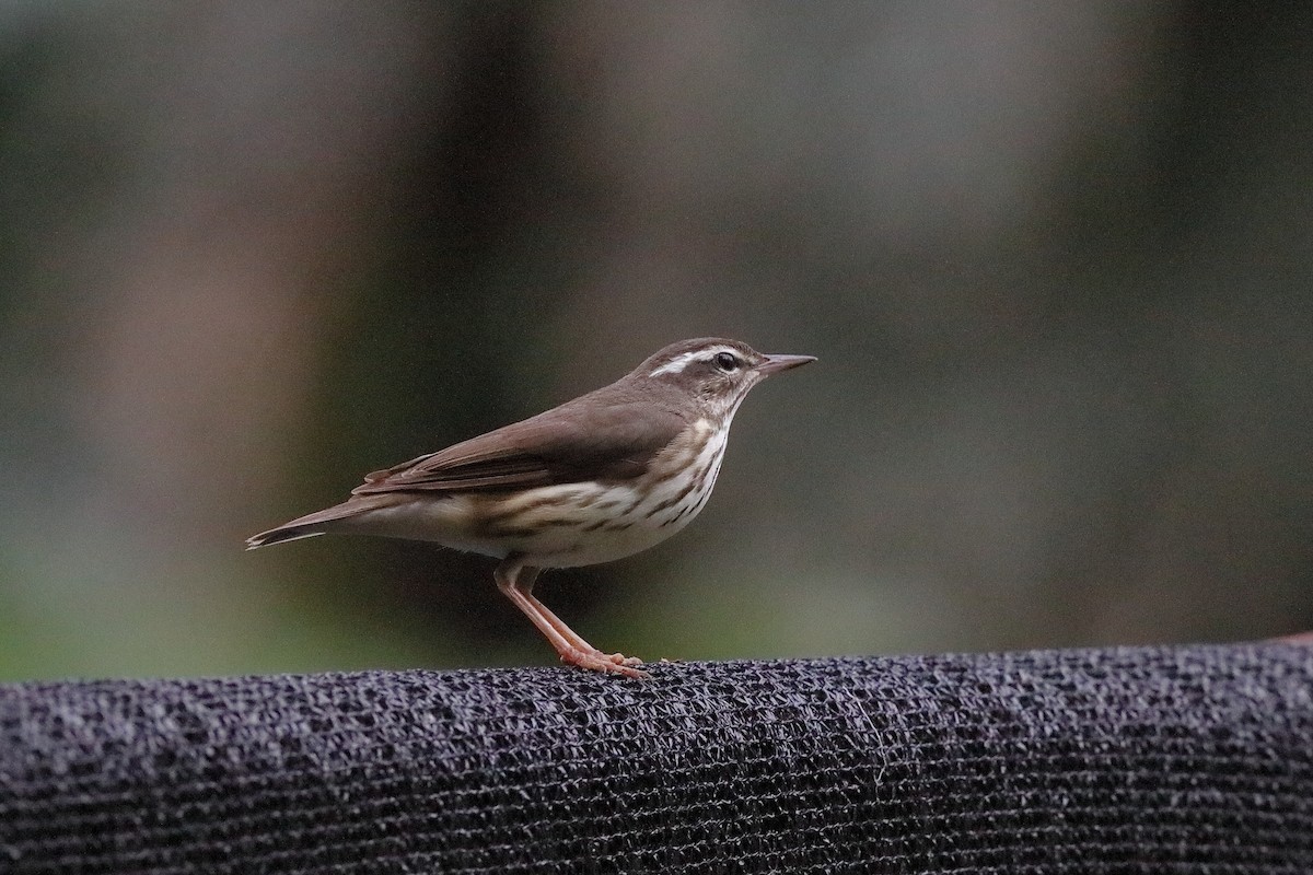 Louisiana Waterthrush - ML229546981