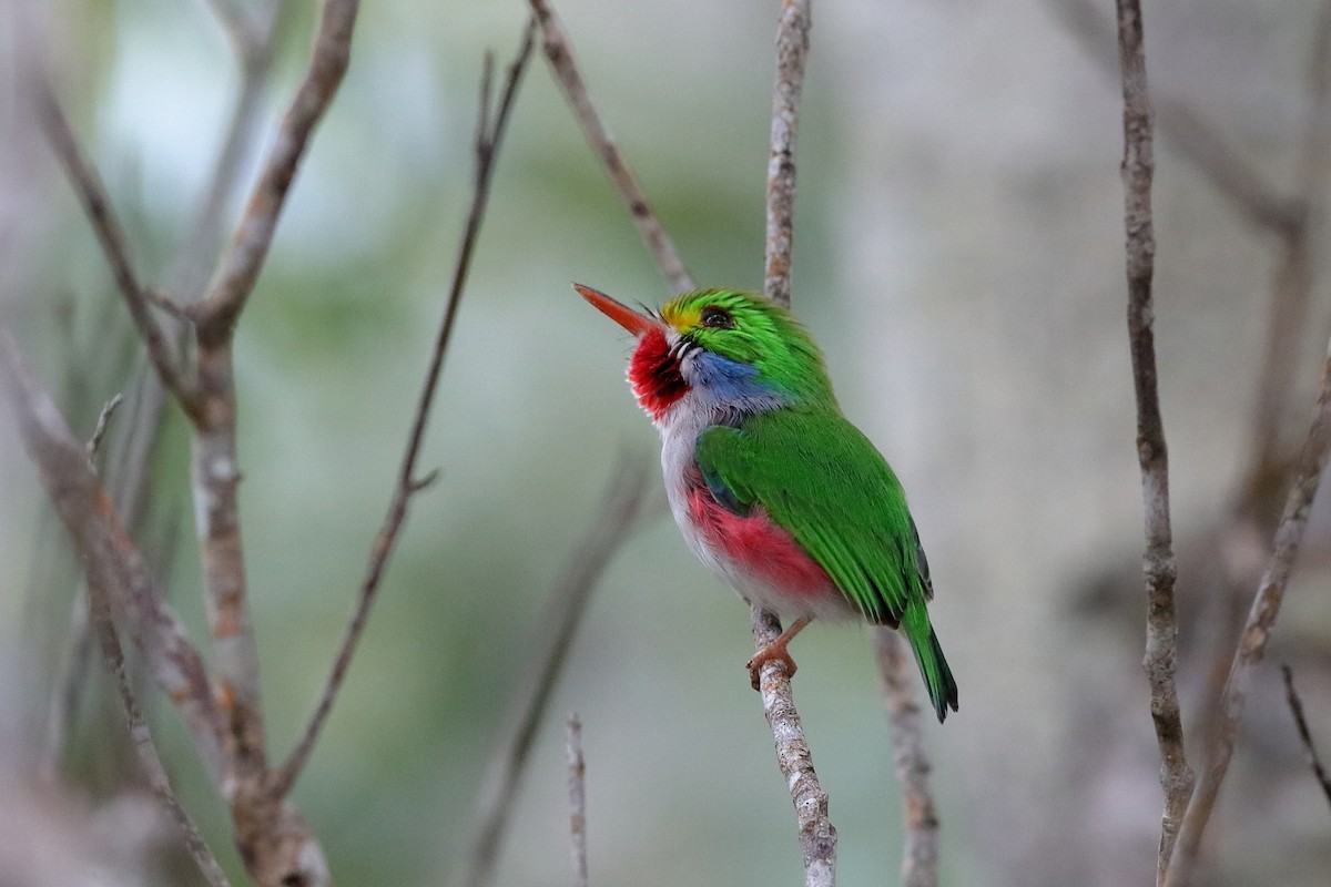 Cuban Tody - ML229547151