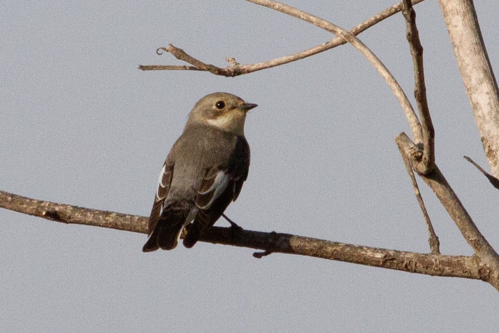 European Pied Flycatcher - ML229547241
