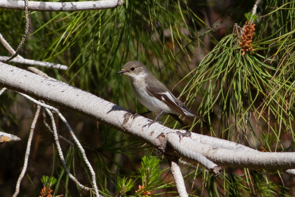 Collared Flycatcher - ML229547251