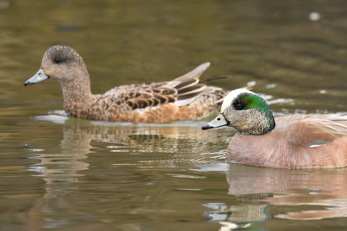 American Wigeon - Andy Bankert