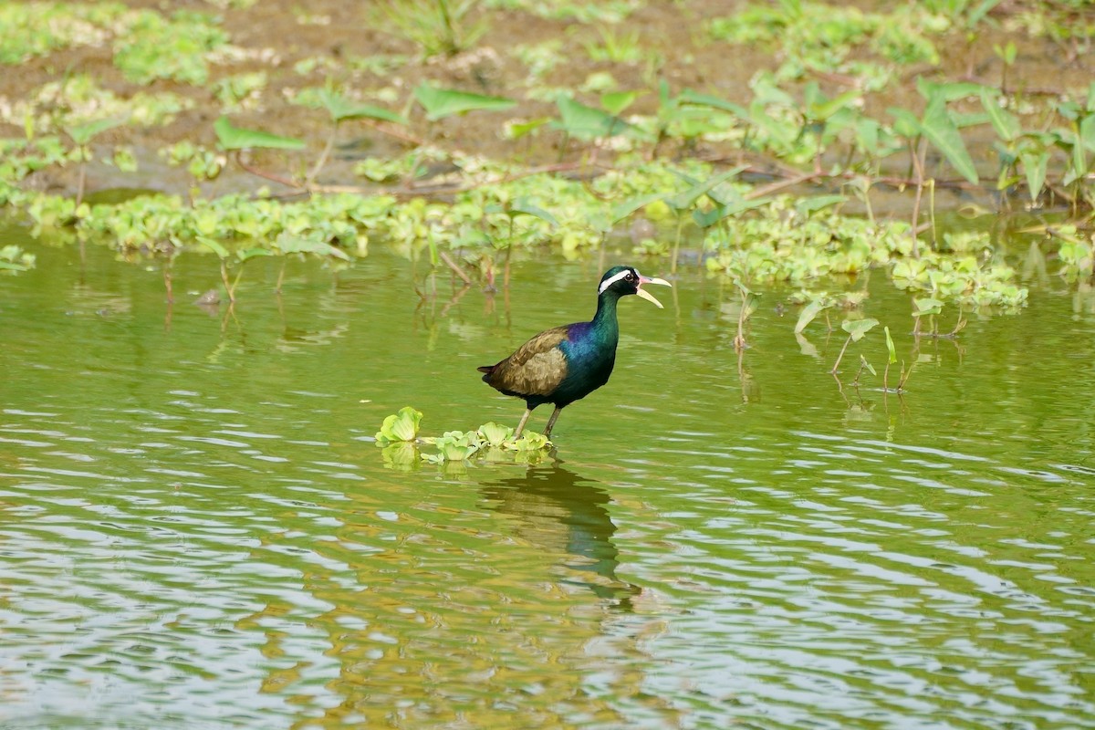 Bronze-winged Jacana - ML229551251