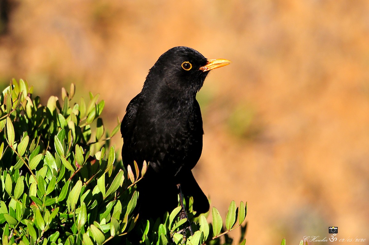 Eurasian Blackbird - ML229551821