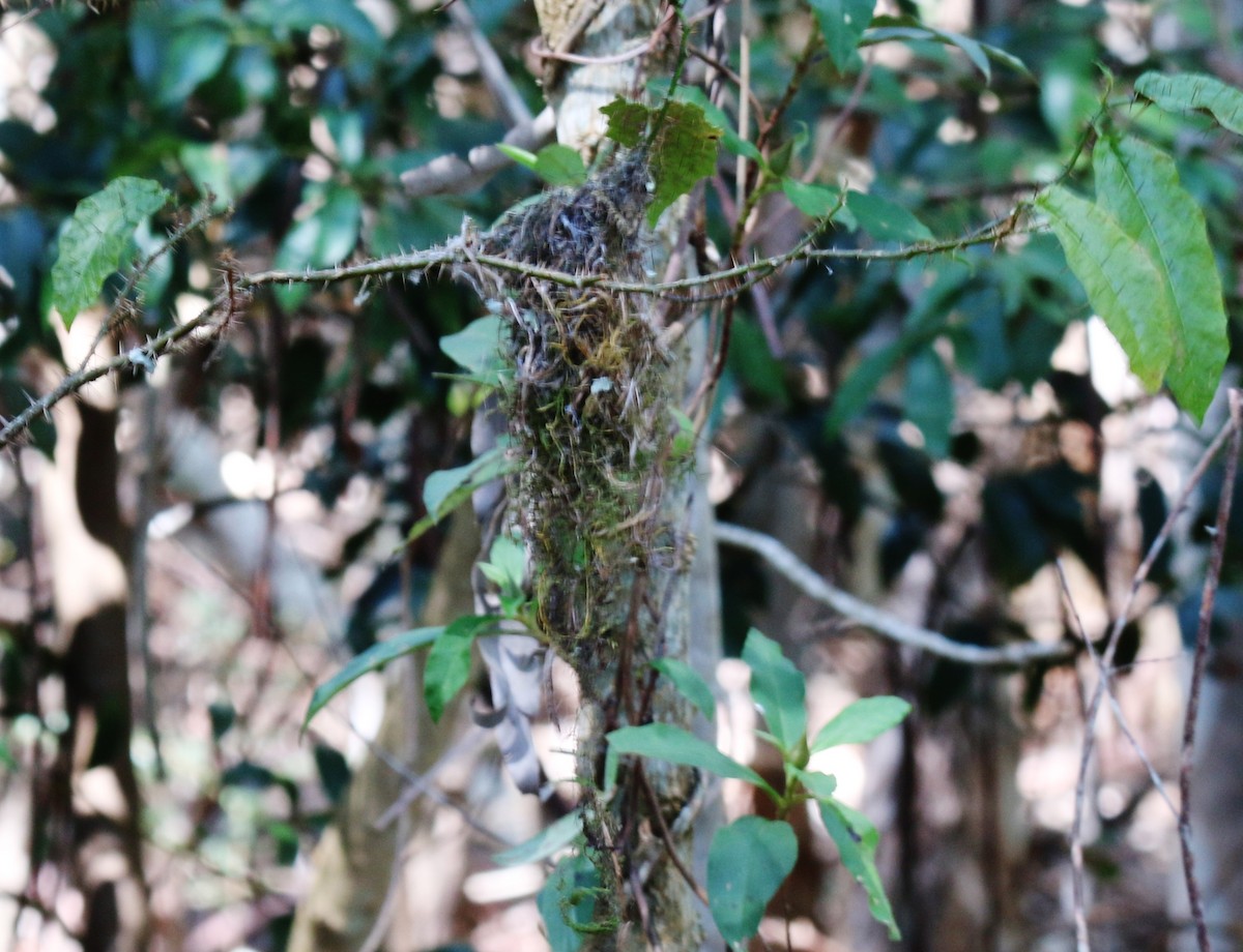 Brown Gerygone - ML229552191