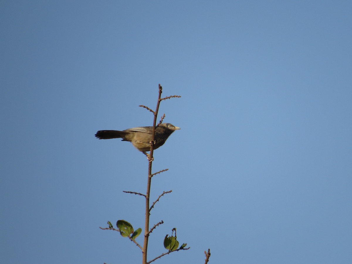 Yellow-billed Babbler - ML229552431