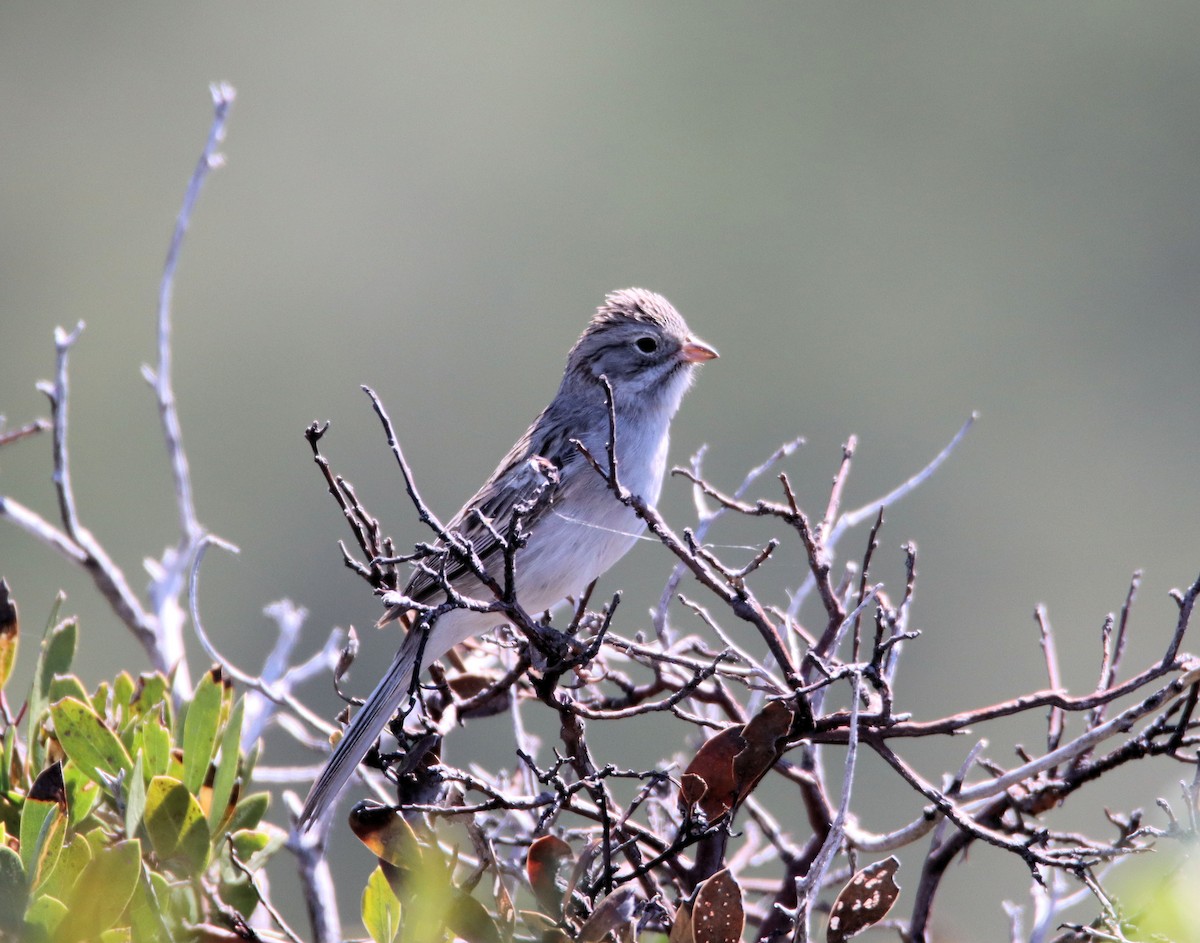 Brewer's Sparrow - ML229553561