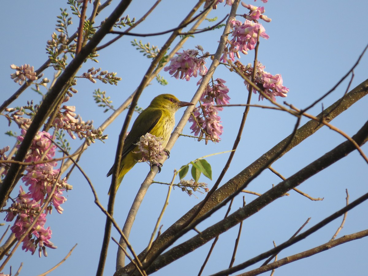 Indian Golden Oriole - ML229554961