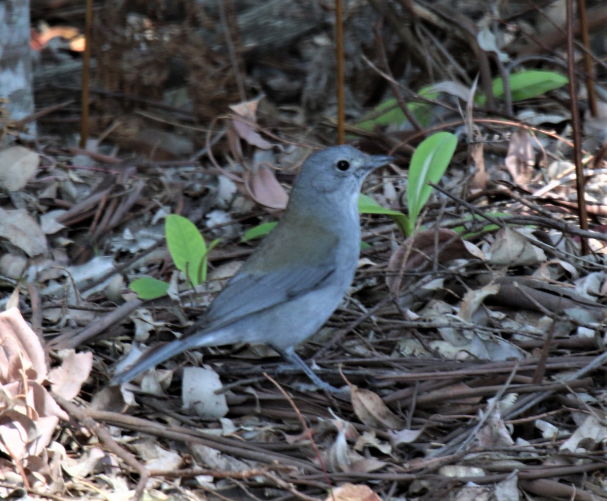 Gray Shrikethrush - Katherine Clark