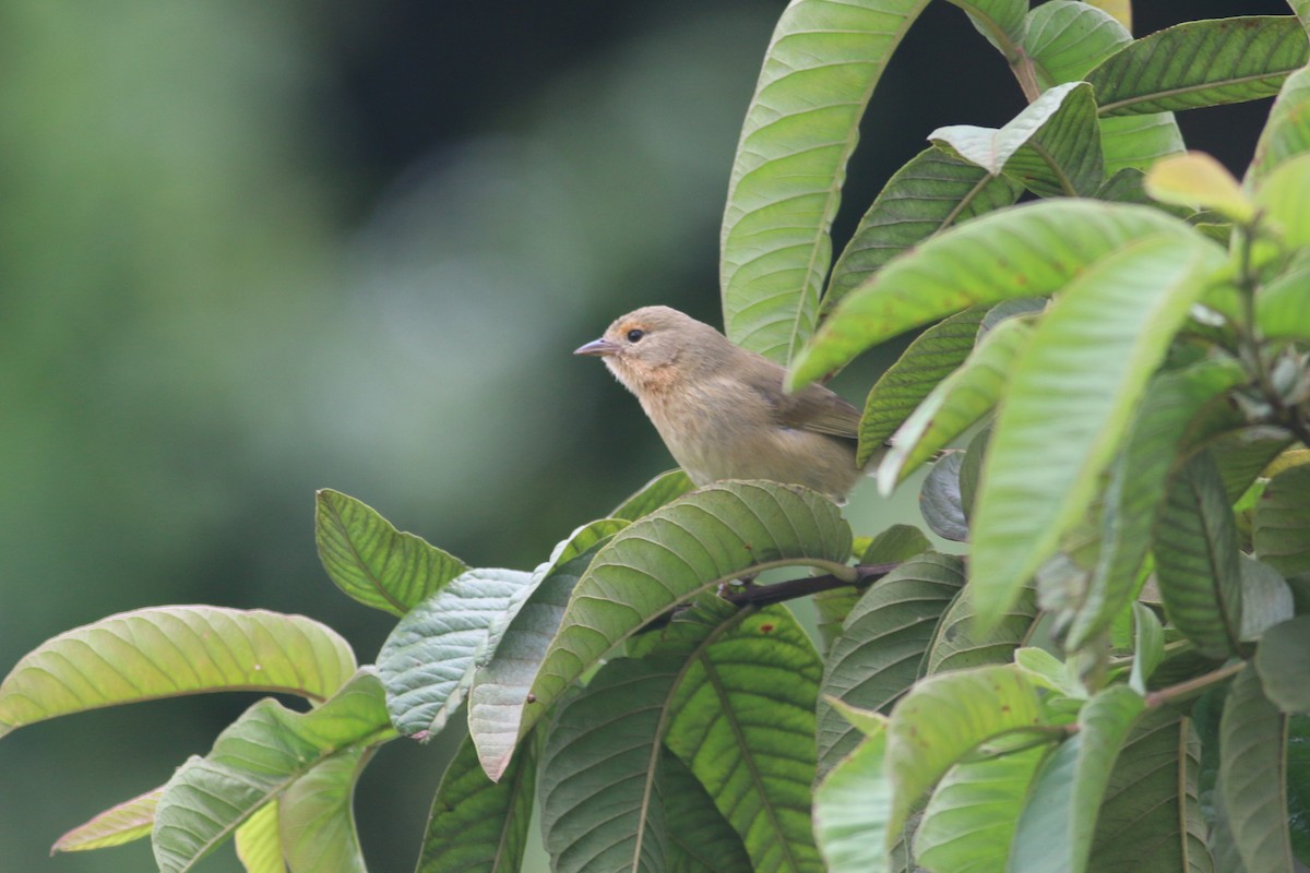 Green Warbler-Finch - ML229557281