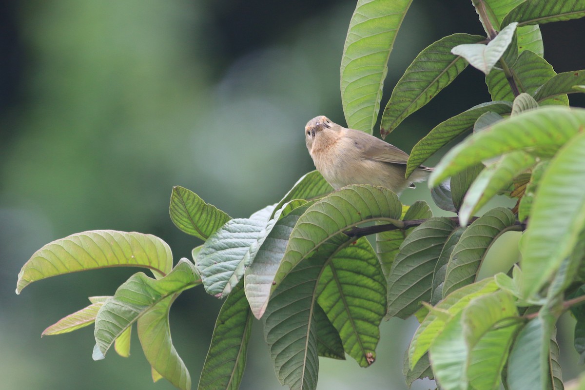 Green Warbler-Finch - ML229557291