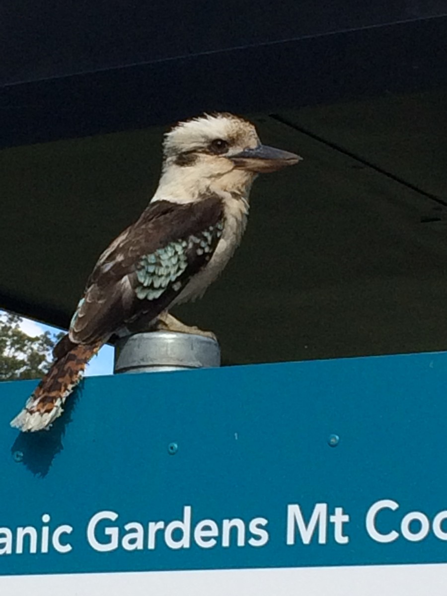 Laughing Kookaburra - Thomas Gillon