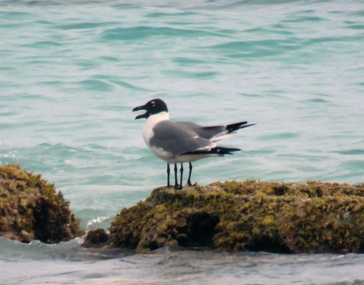 Laughing Gull - Gustavo A. Rodriguez