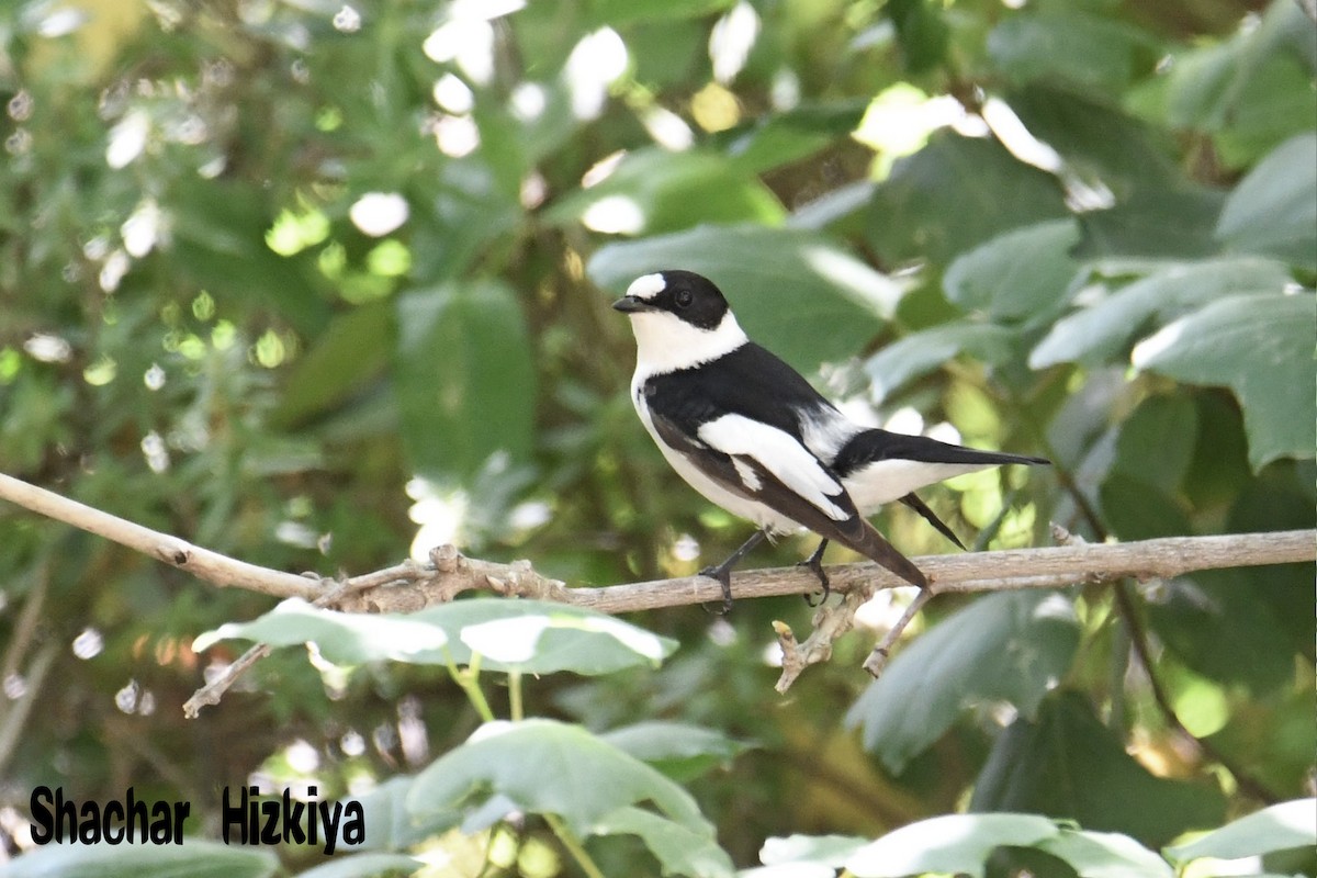 Collared Flycatcher - ML229558961