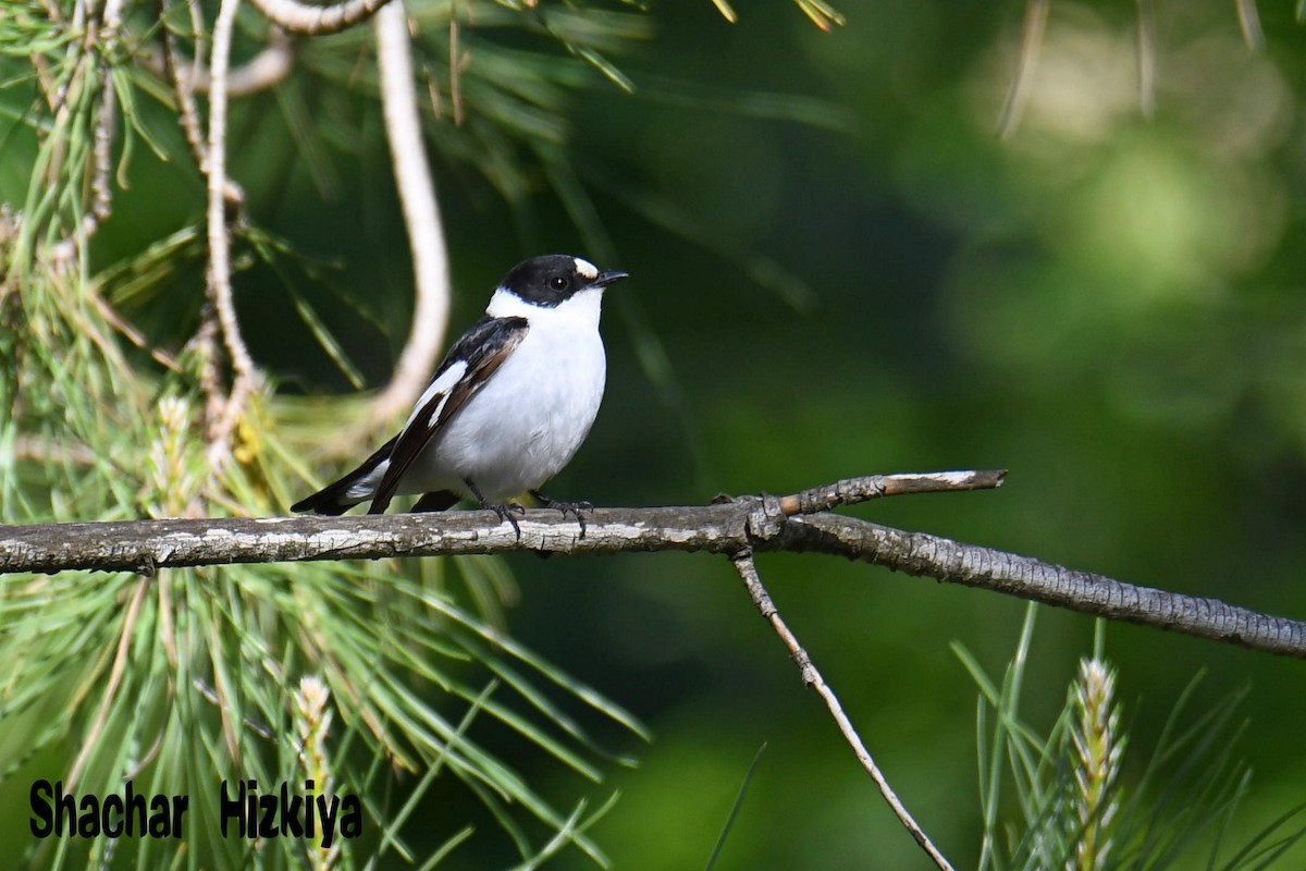 Collared Flycatcher - ML229558981