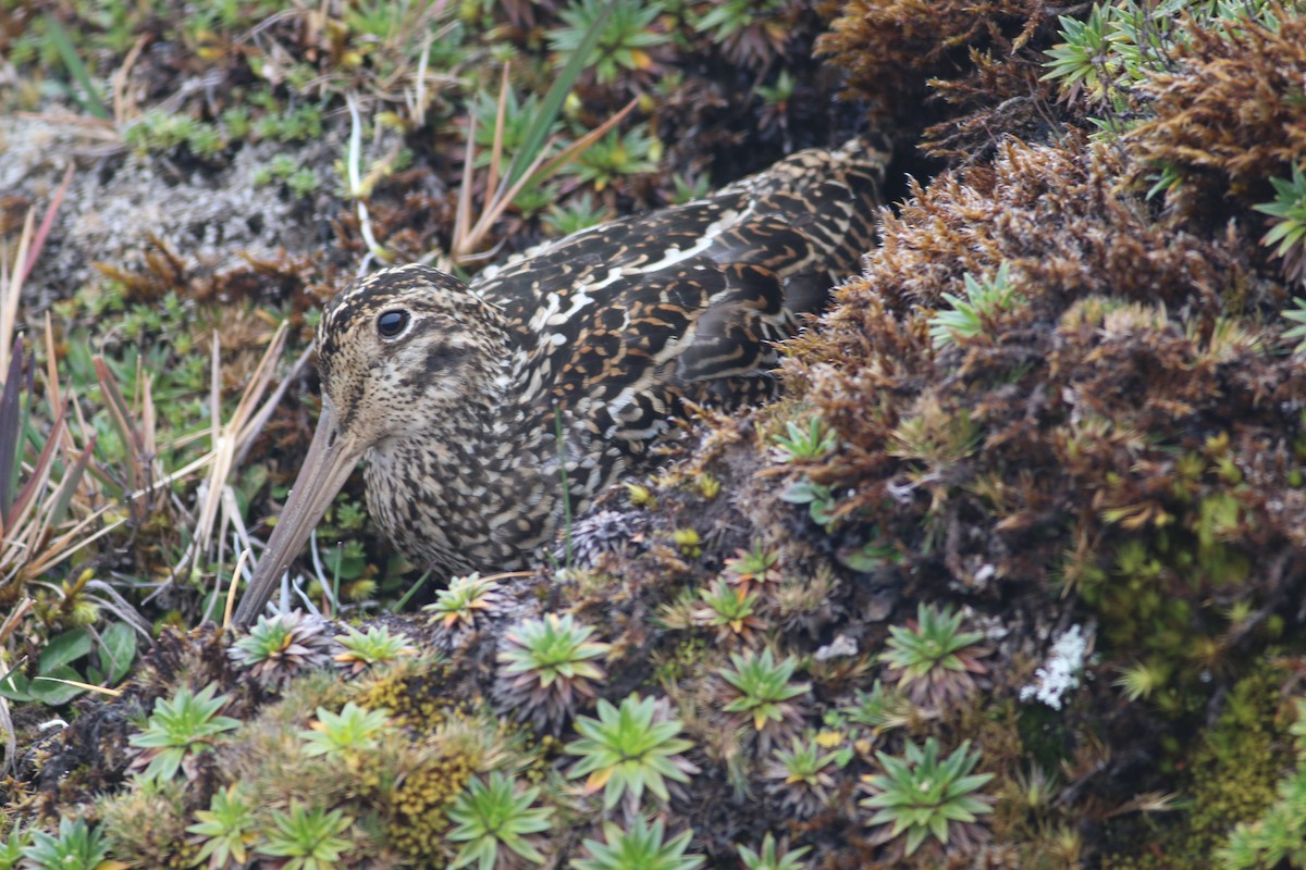 Jameson's Snipe - Oscar Campbell