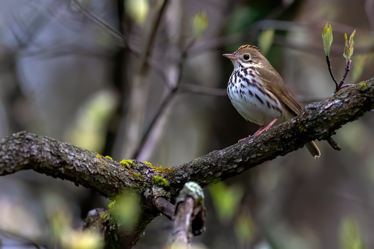Ovenbird - Brad Imhoff