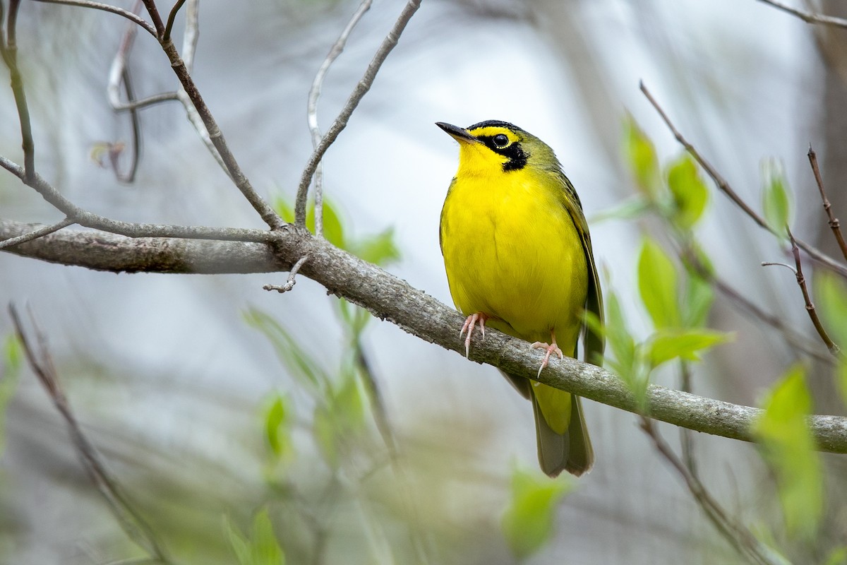 Kentucky Warbler - ML229562461