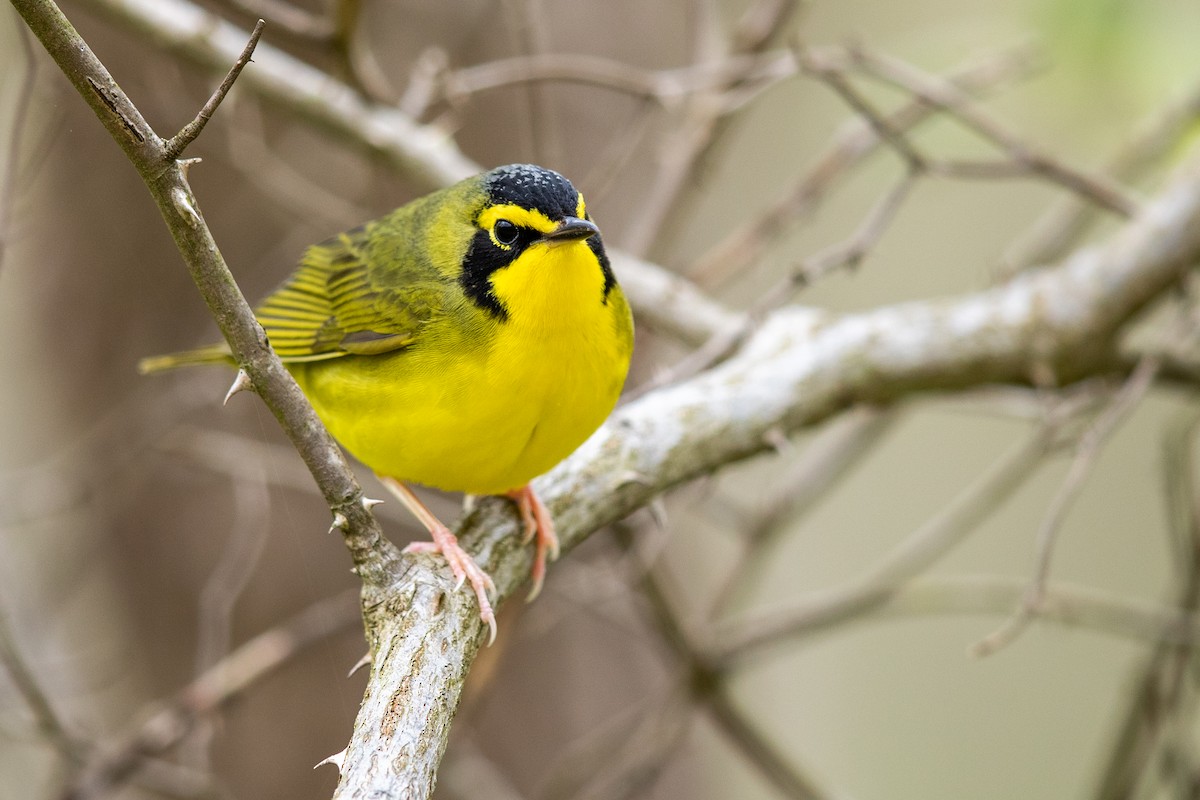 Kentucky Warbler - ML229562471