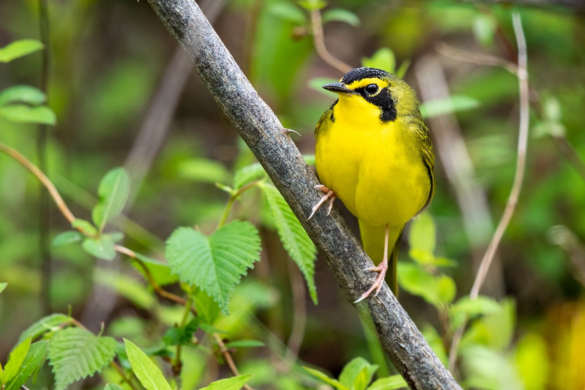 Kentucky Warbler - ML229562491