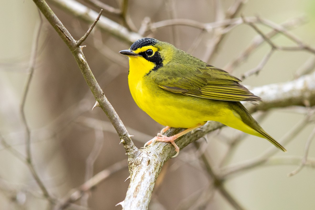 Kentucky Warbler - ML229562501