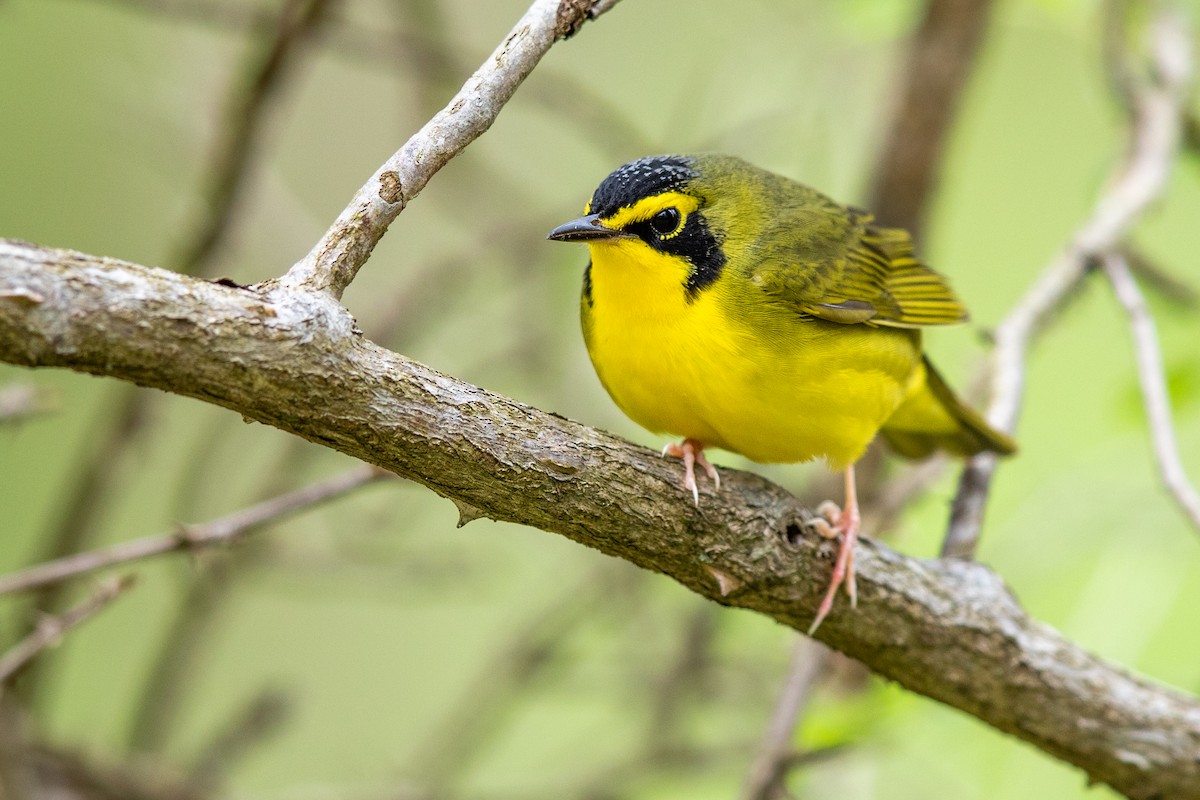 Kentucky Warbler - ML229562511