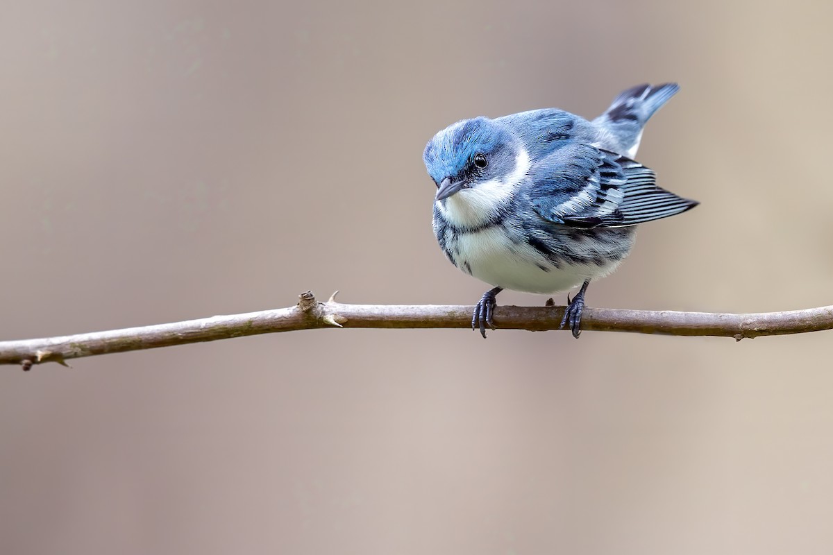 Cerulean Warbler - Brad Imhoff