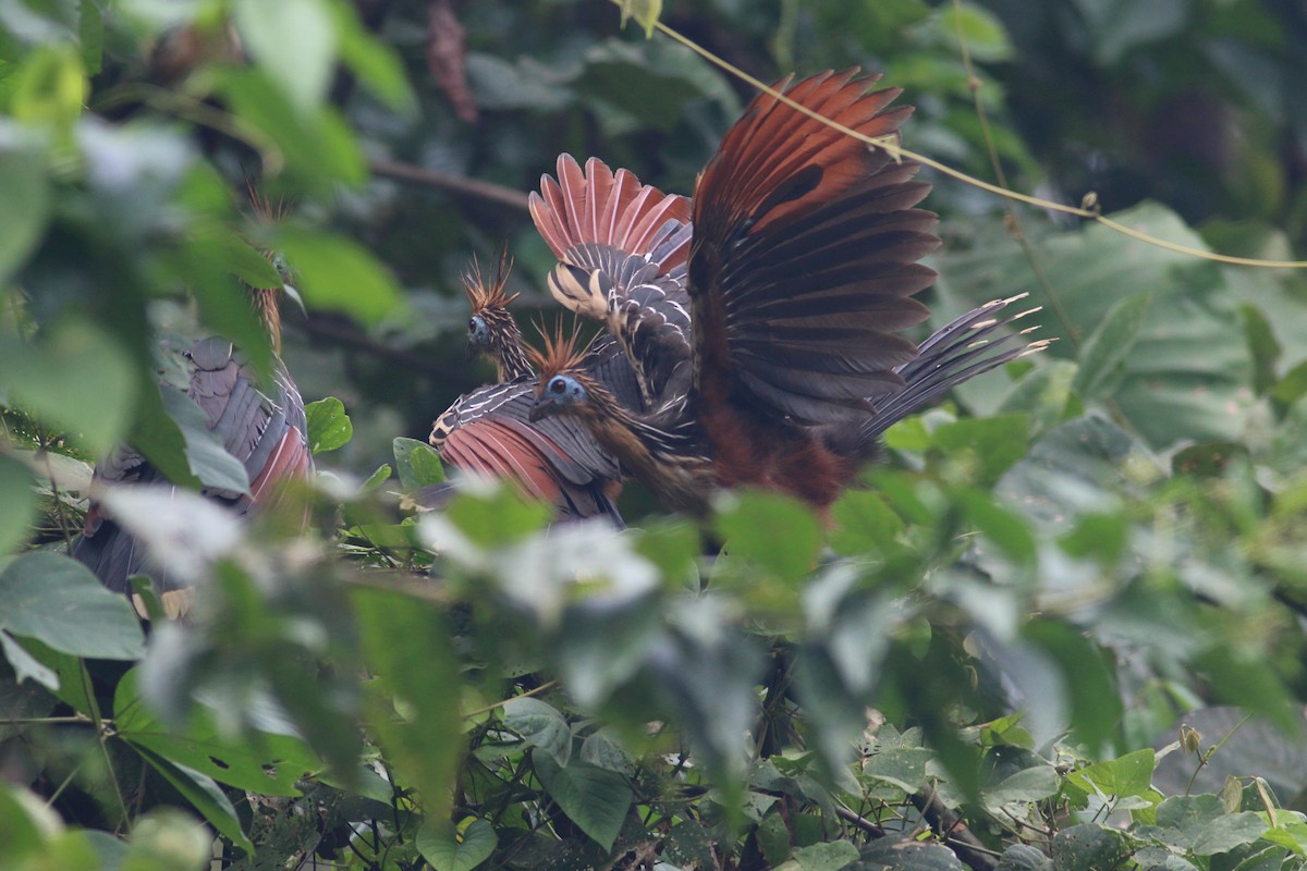 Hoatzin - ML229562941