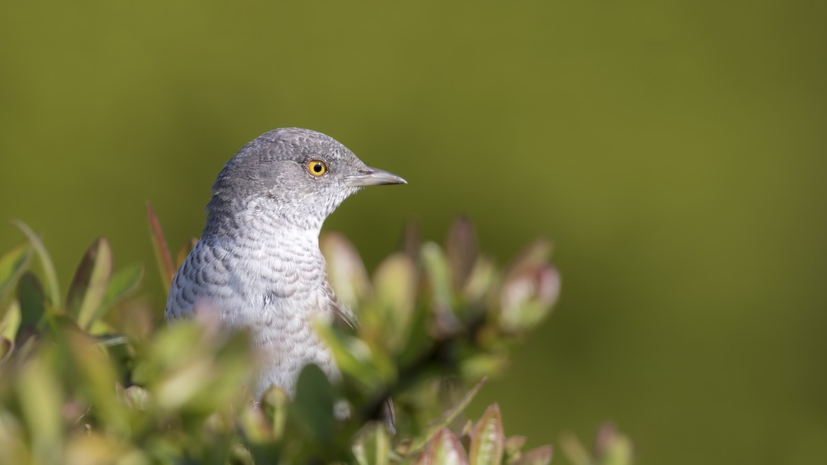 Barred Warbler - ML229565061